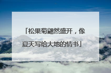 松果菊翩然盛开，像夏天写给大地的情书